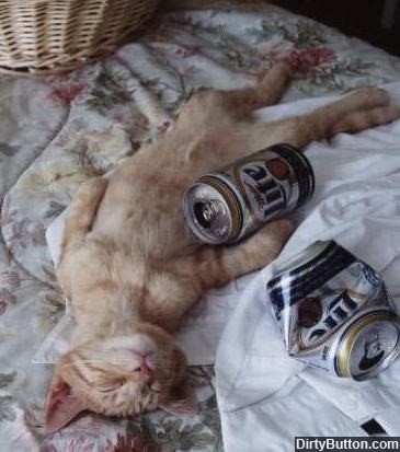 drunk-cat.jpg